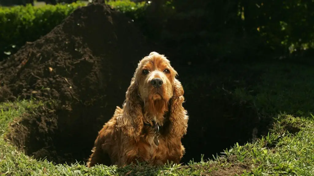 dog burying food