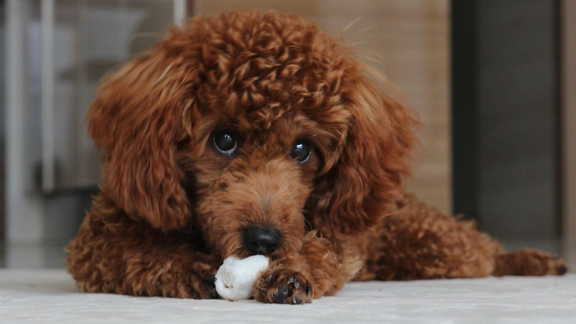 Why Do Dogs Hide Toys & Treats? The Real Reasons