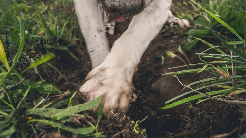 why do dogs bury toys