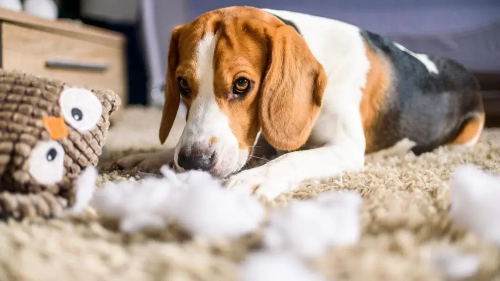 dog destroying toys