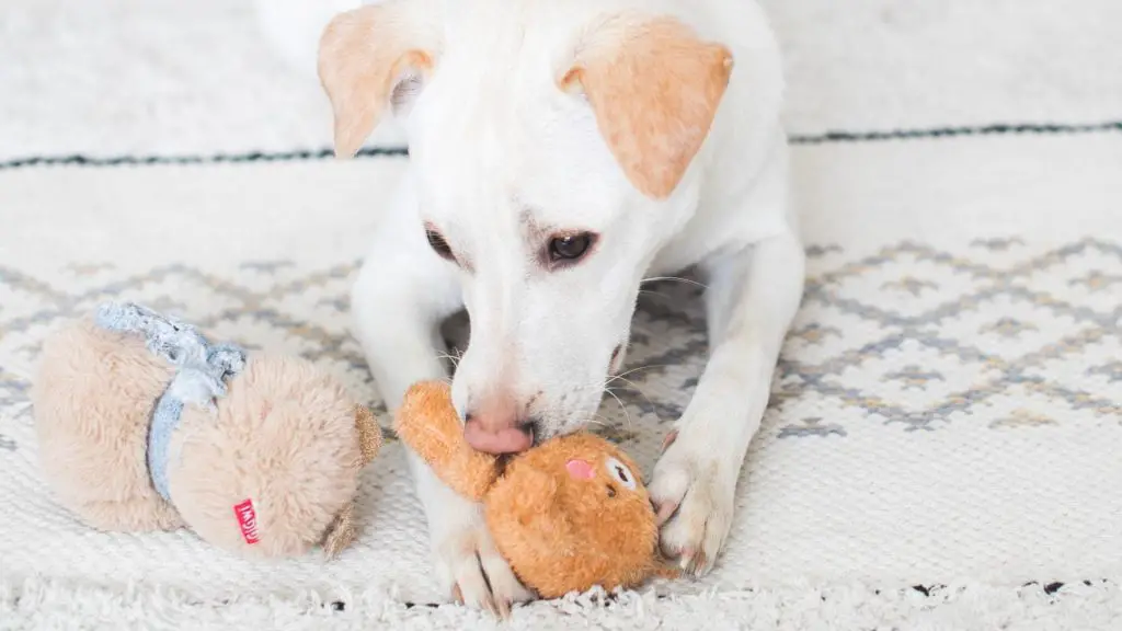 dog tearing up toys