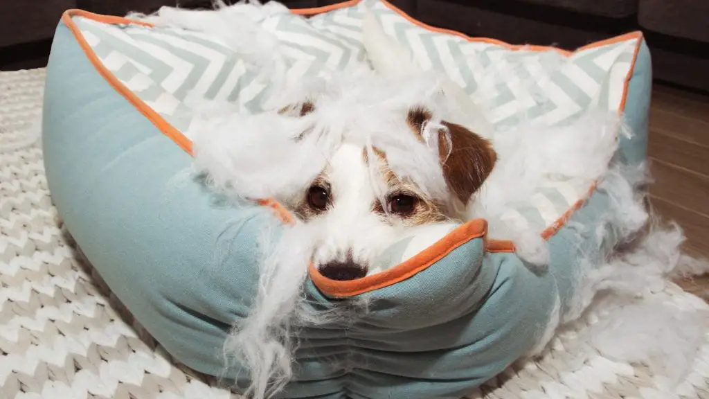 Why Do Dogs Tear Up Their Beds? (9 Reasons + Helpful Tips)