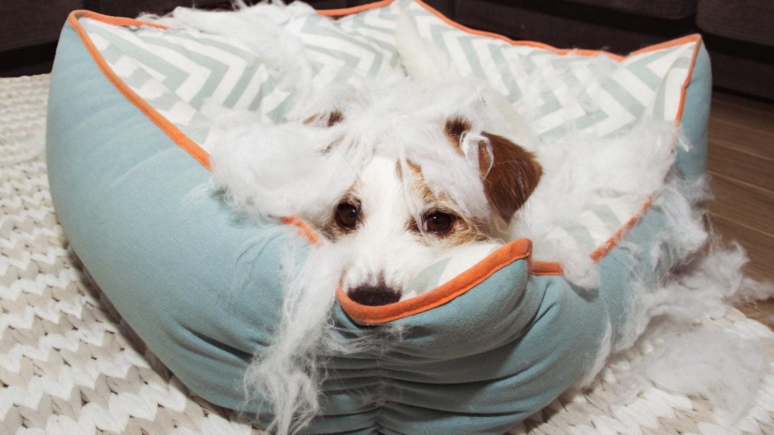 Why Do Dogs Tear Up Their Beds? (9 Reasons + Helpful Tips)