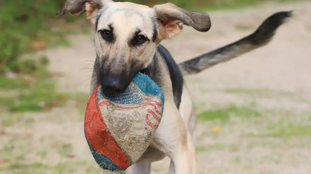 why do dogs greet you with a toy