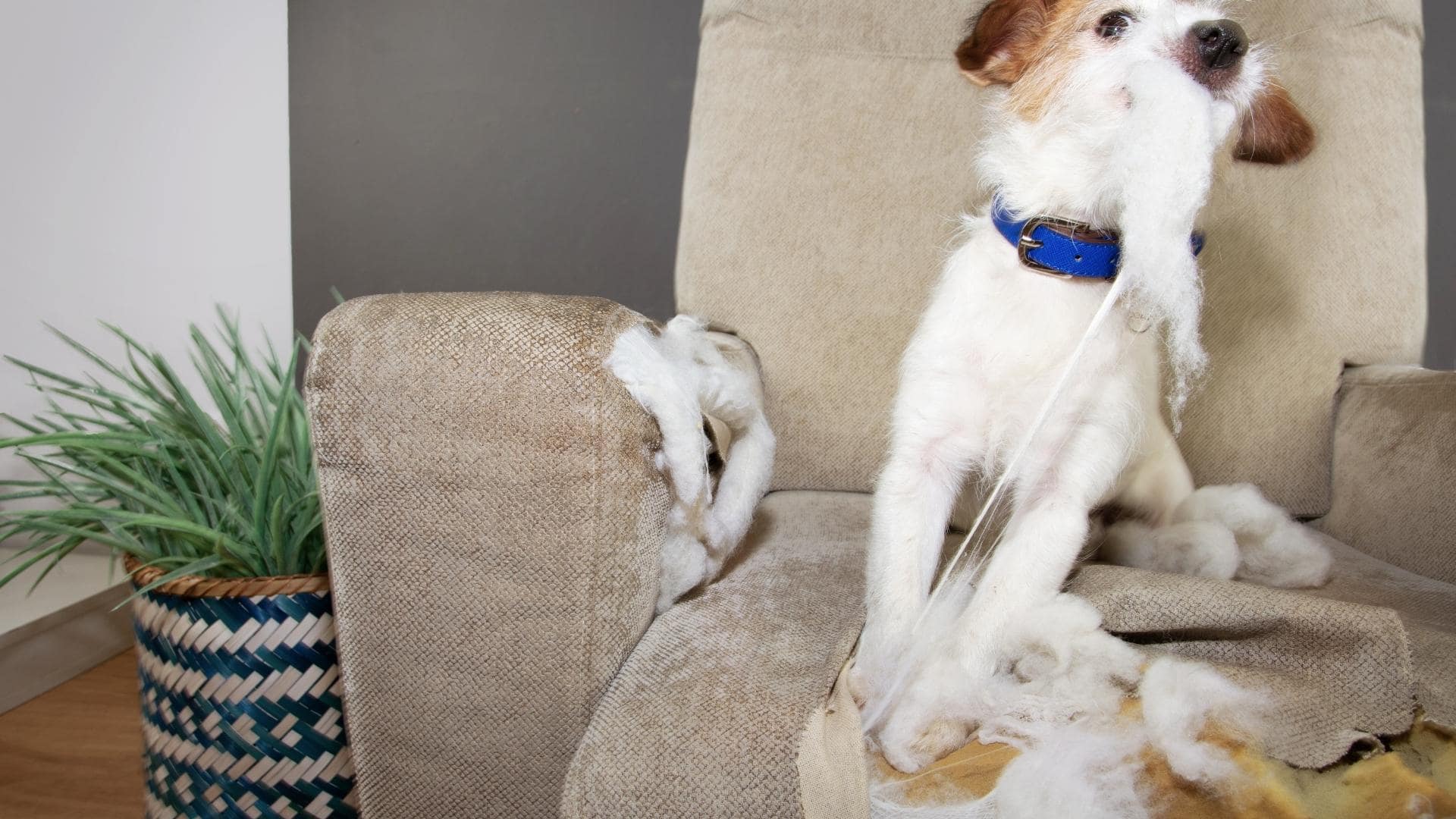 Why Is My Puppy Tearing Up Puppy Pads at David Restrepo blog