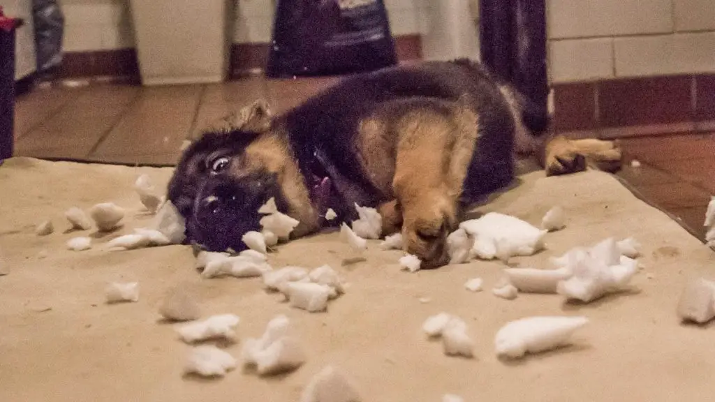 why does my dog destroy his bed