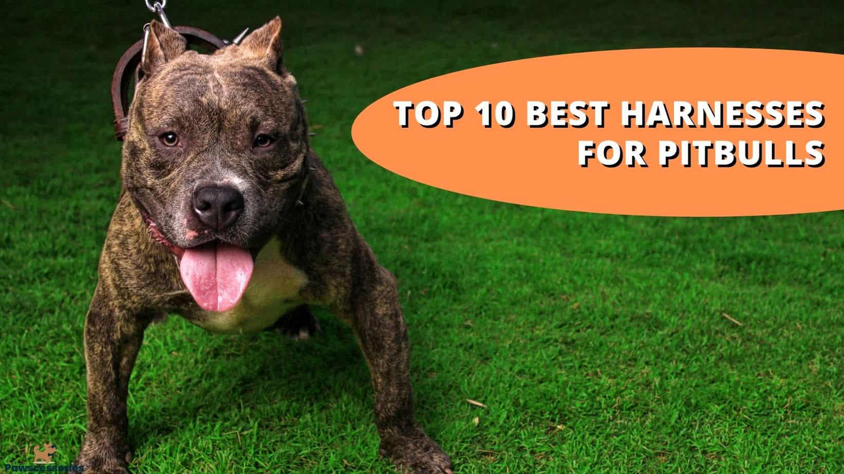 Top 10 Best Harnesses For Pitbulls in 2022 Safe, Secure & Affordable