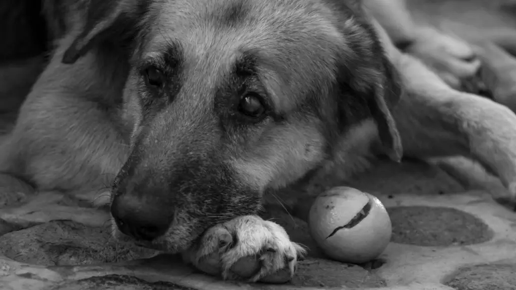 dog bored of toy