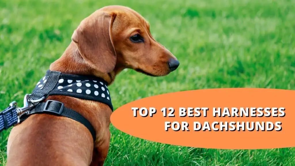 Harnesses for dachshunds