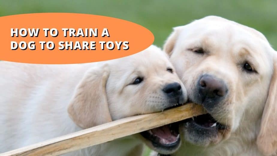 How To Train A Dog To Share Toys