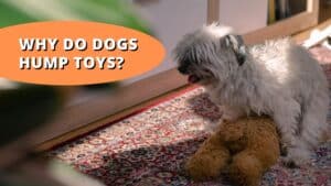 Why Do Dogs Hump Toys? | Understanding Dog Behavior