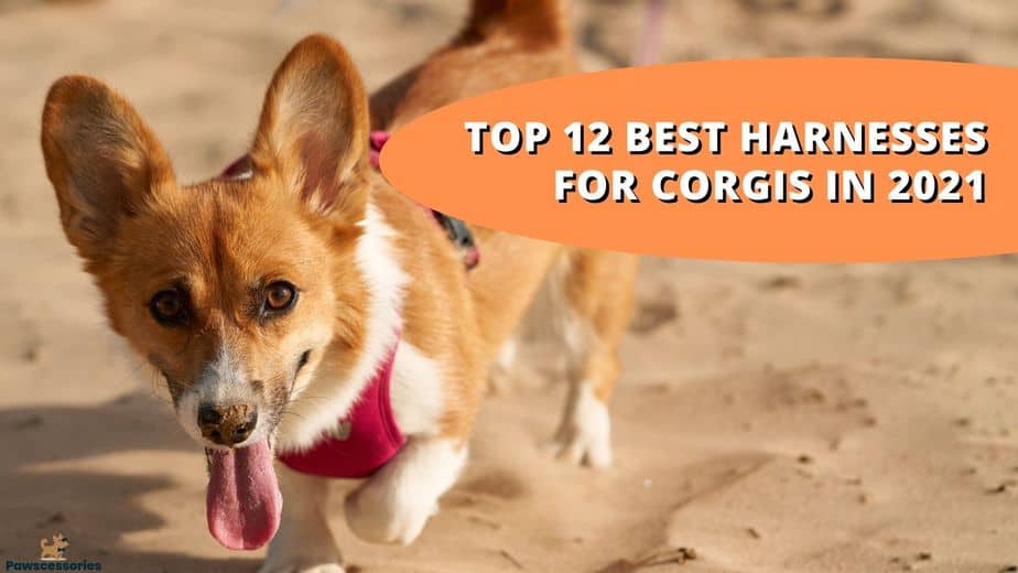 best harness for corgi