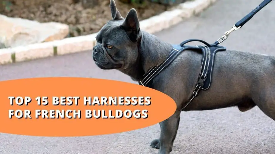 Top 15 Best Harnesses For French Bulldogs | Ultimate Guide