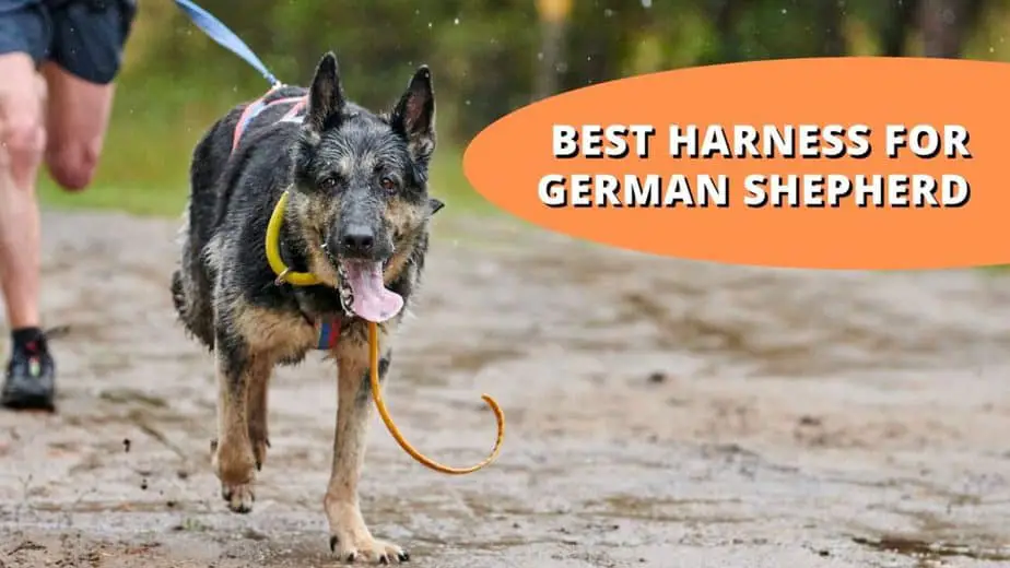 best harness for german shepherd