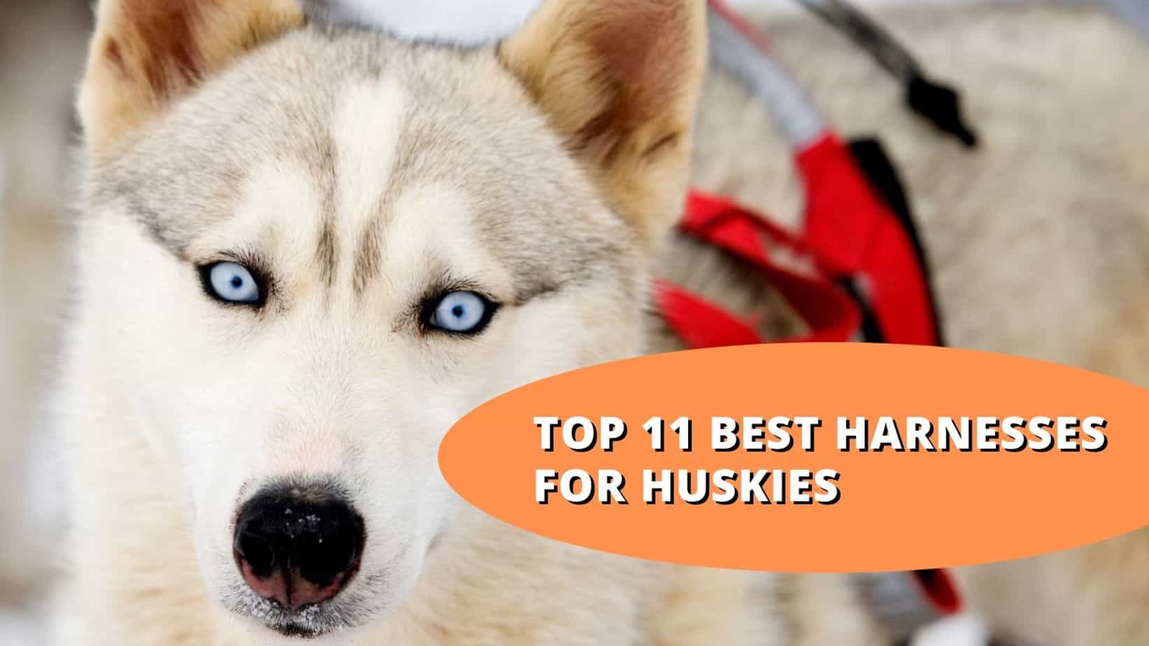 Top 11 Best Harnesses For Huskies Safe, Secure & Affordable