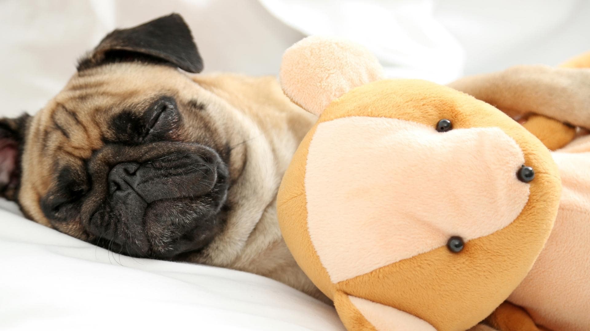 Why Do Dogs Hump Toys? Understanding Dog Behavior