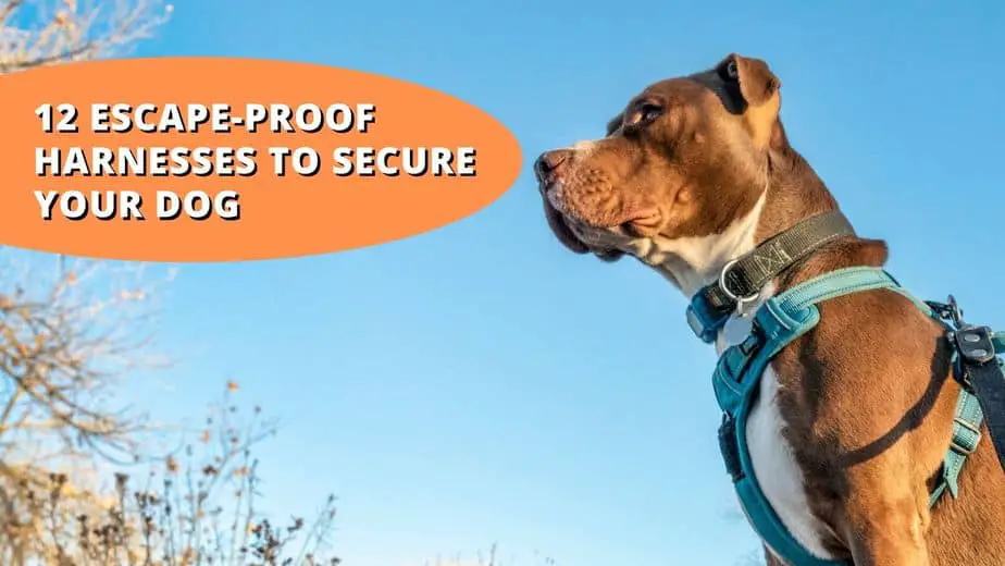 escape proof dog harness