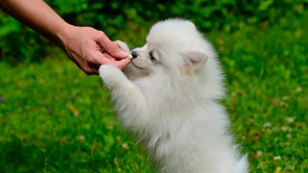 rewarding puppy