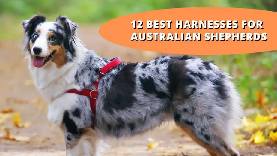 12 Best Harnesses for Australian Shepherds: 2022 Review