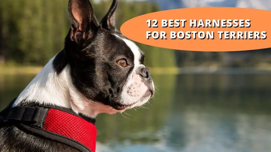 12 Best Harnesses for Boston Terriers What to Look For and FAQs