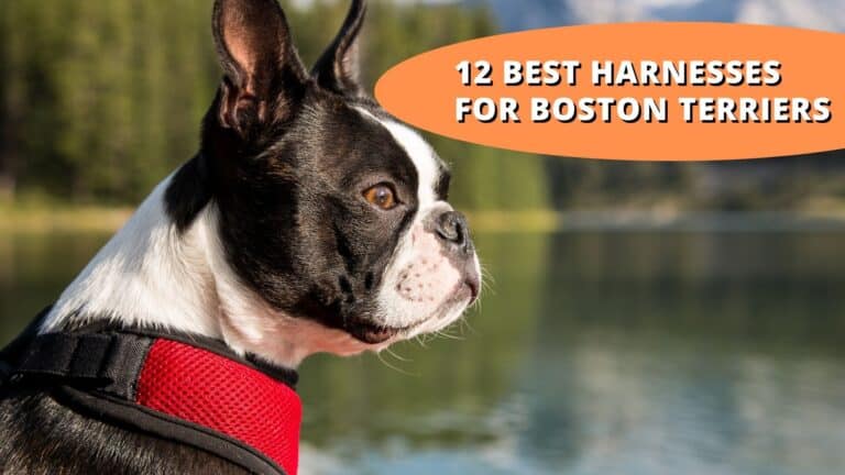 12 Best Harnesses for Boston Terriers What to Look For