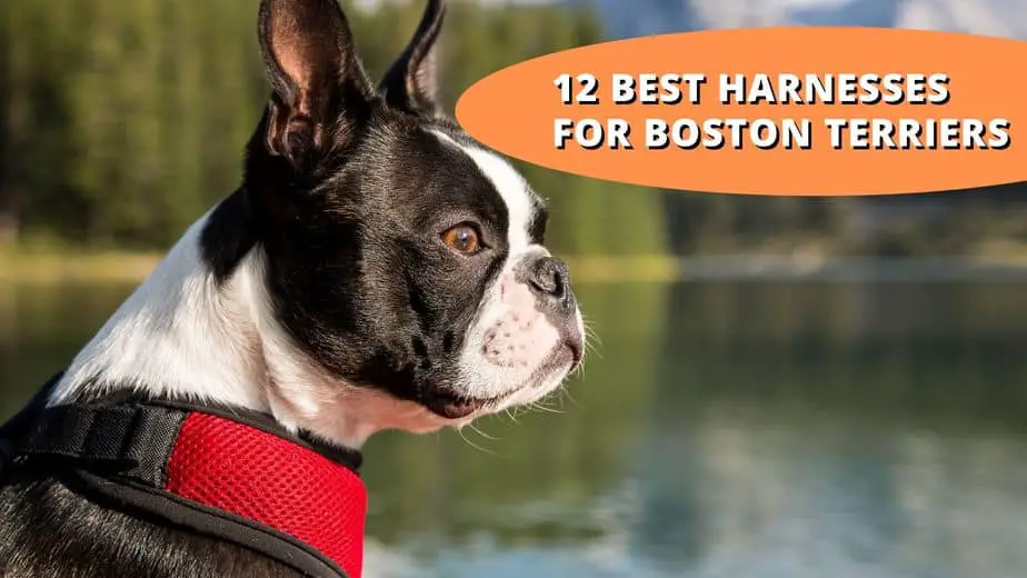 12 Best Harnesses for Boston Terriers: What to Look For and FAQs