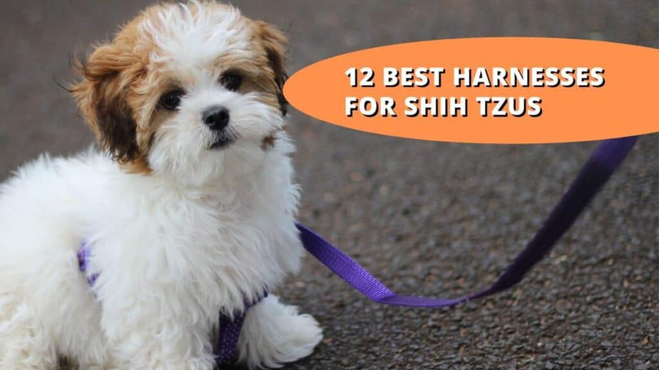 best harness for shih tzu