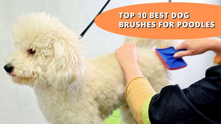 Top 10 Best Dog Brushes For Poodles: Everything You Need to Know