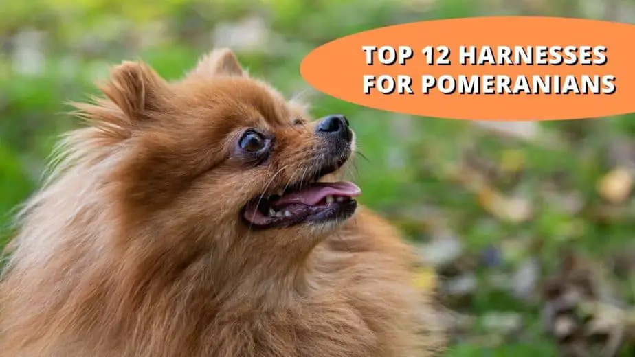 best harness for pomeranian