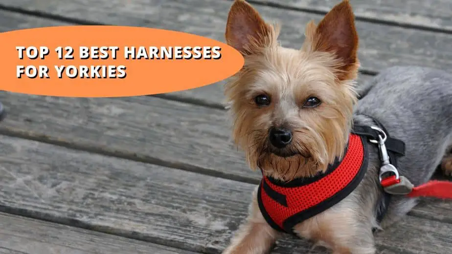 Top 12 Best Harnesses for Yorkies Features and FAQs