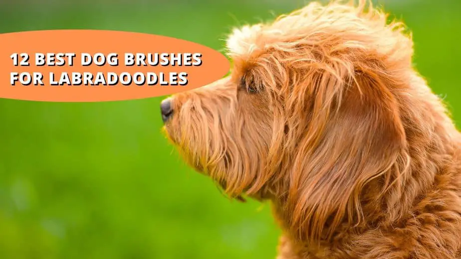 12 Best Dog Brushes for Labradoodles What to Consider When Buying