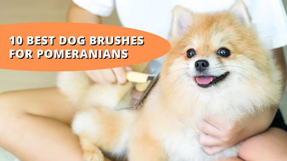 best brush for pomeranian