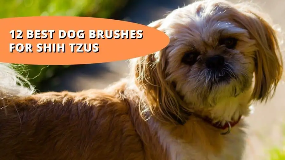 best brush for shih tzu