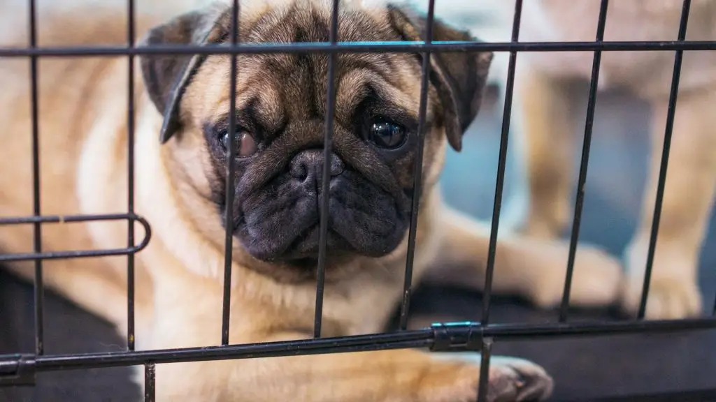 Crate Train Older Dog 