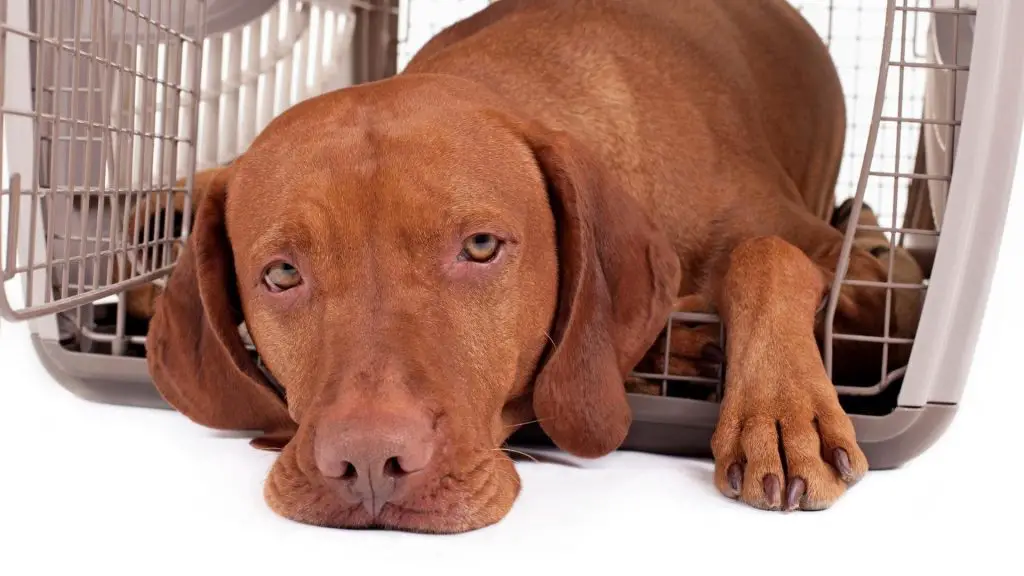 Crate Train Older Dog