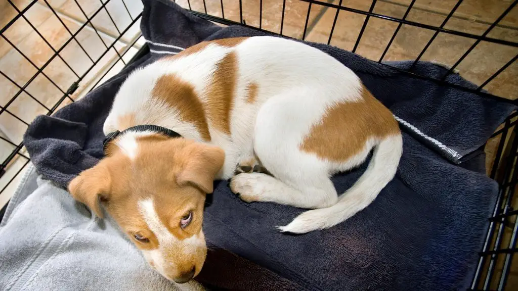 How-To-Crate-Train-A-Dog-With-Separation-Anxiety-min-1-1024x576.jpg