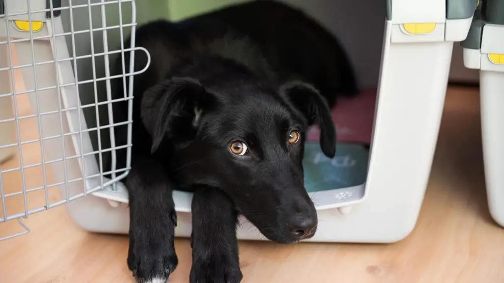 How To Crate Train A Dog With Separation Anxiety