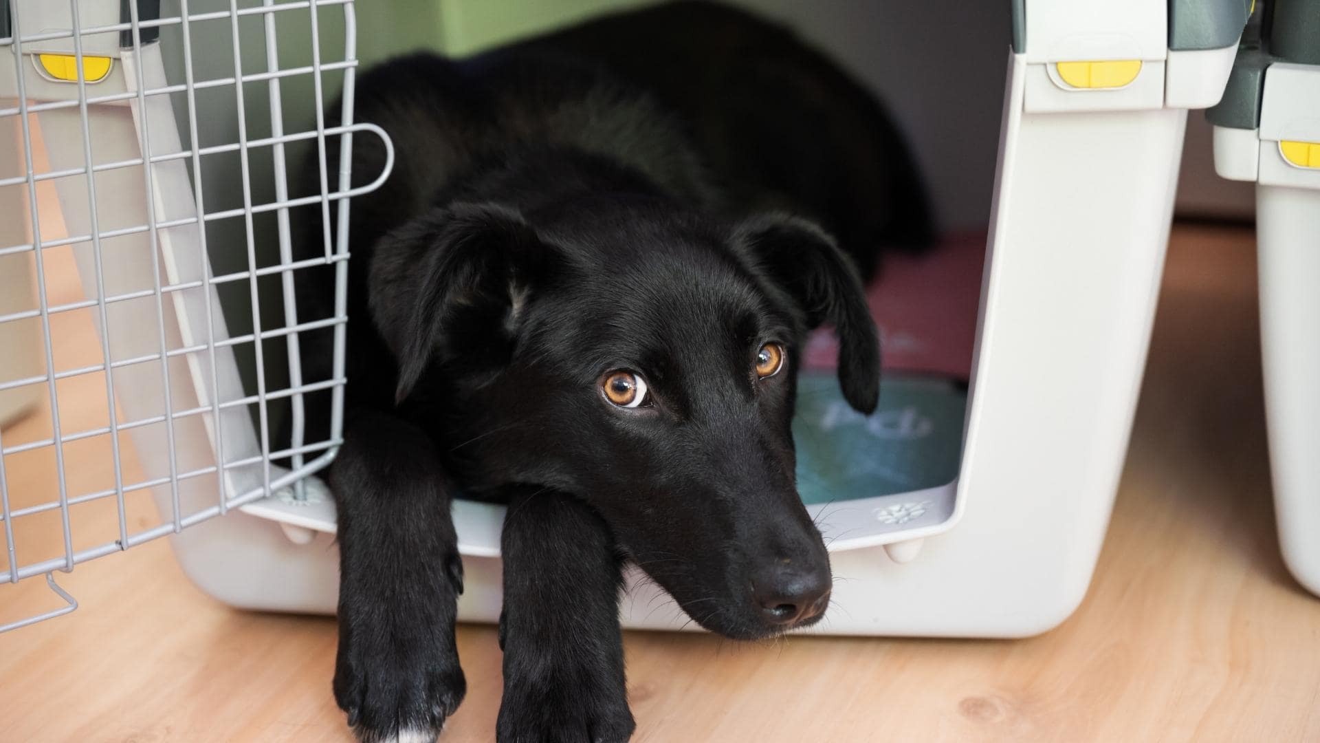 How To Crate Train An Older Dog With Separation Anxiety
