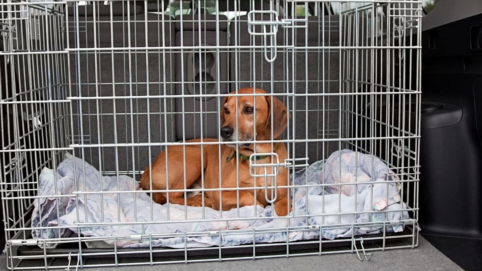 How-To-Crate-Train-An-Older-Dog-With-Separation-Anxiety-min.jpg