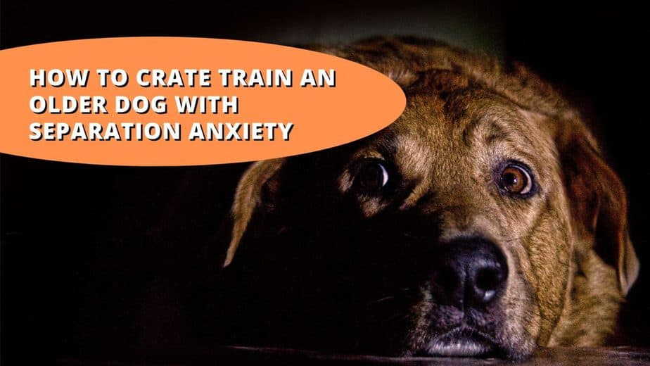 How To Crate Train An Older Dog With Separation Anxiety