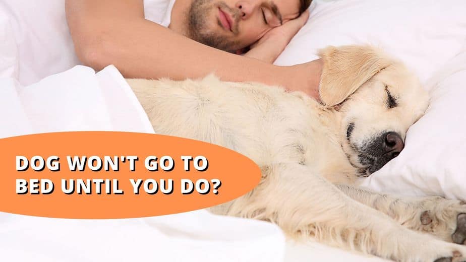 Dog Won’t Go To Bed Until You Do? (Explained!)