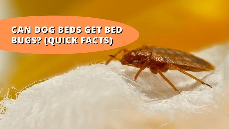 can air mattresses carry bed bugs