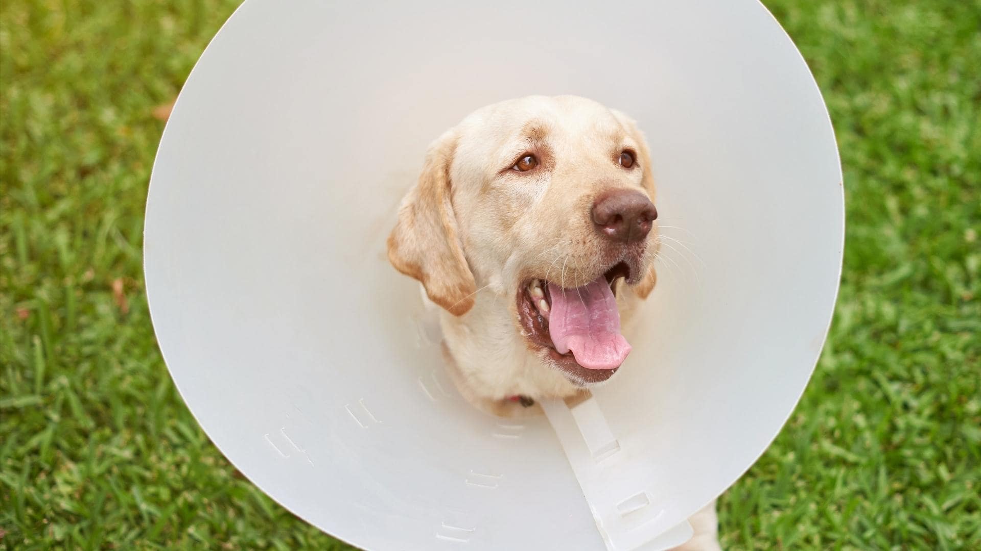 Can A Dog Wear A Cone In Their Crate? Fully Explained!