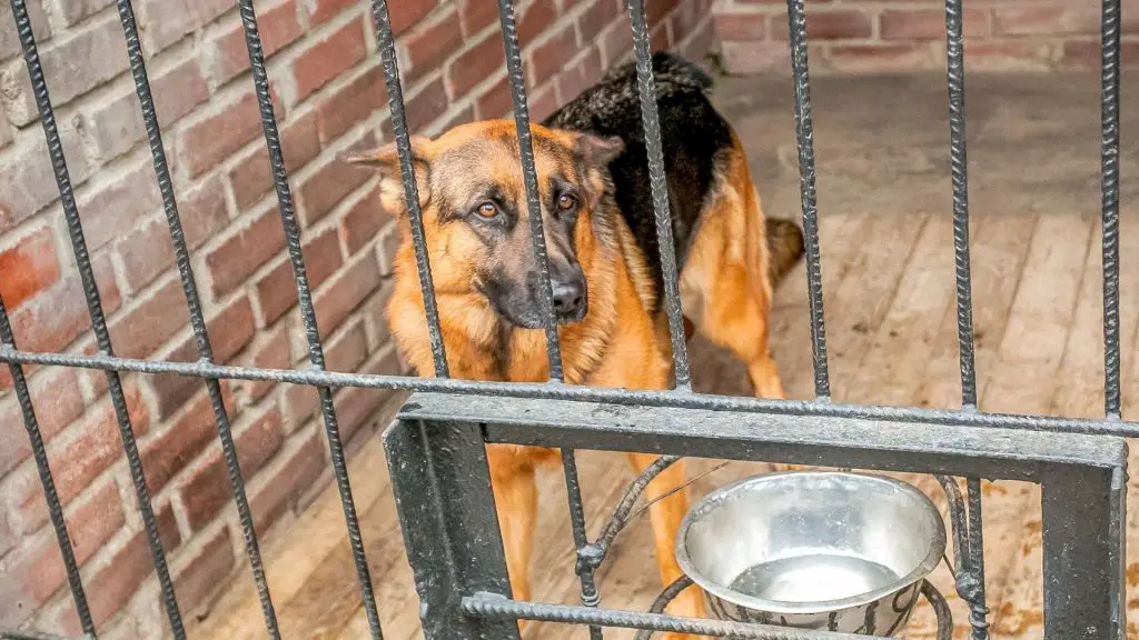 dog in crate with separation anxiety