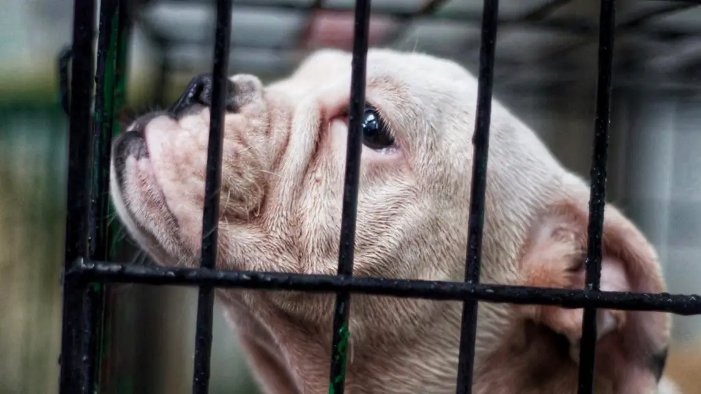 dog in crate