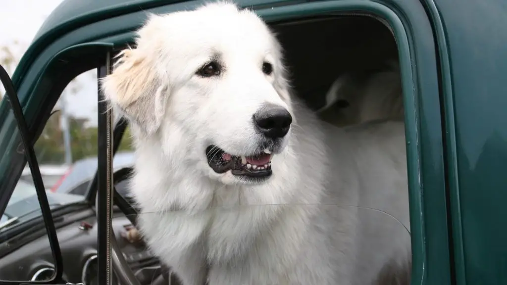 dog in truck bed