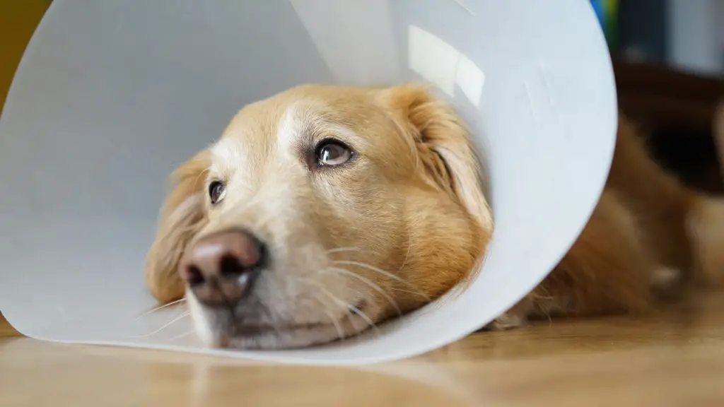 dog sleeping with cone