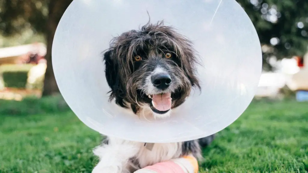 dog with cone