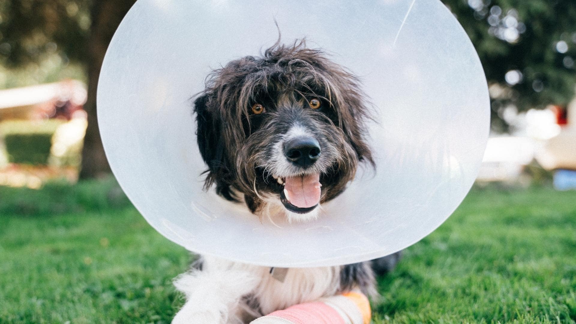 Can A Dog Wear A Cone In Their Crate? Fully Explained!