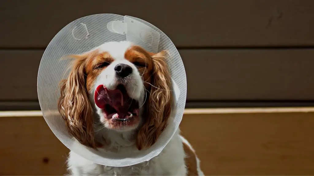 dog with cone